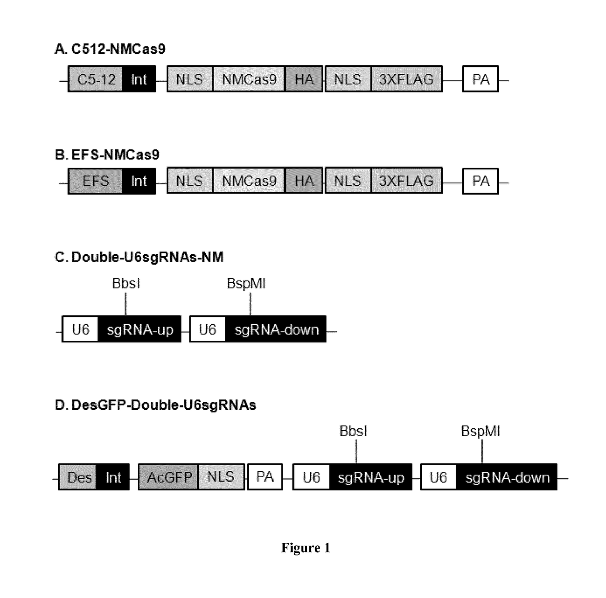Compositions and methods for the treatment of nucleotide repeat expansion disorders