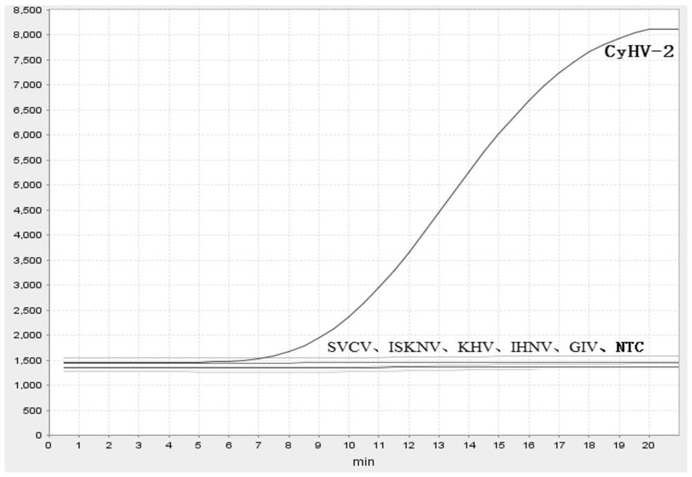 Specific primer pair for detecting cyprinid herpesvirus 2, probe and detection kit