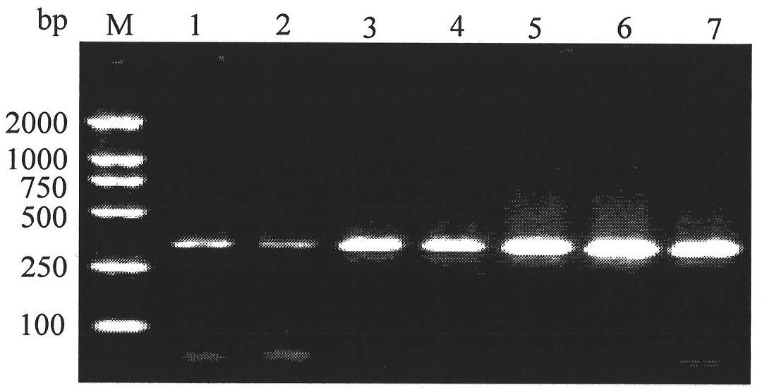 Specific COI primer, detection method and reagent kit of Frankliniella occidentalis