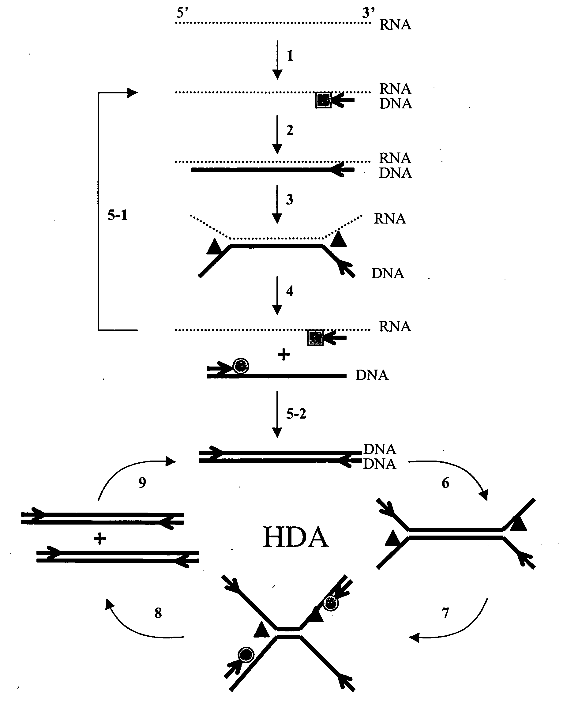 Helicase-dependent amplification of nucleic acids