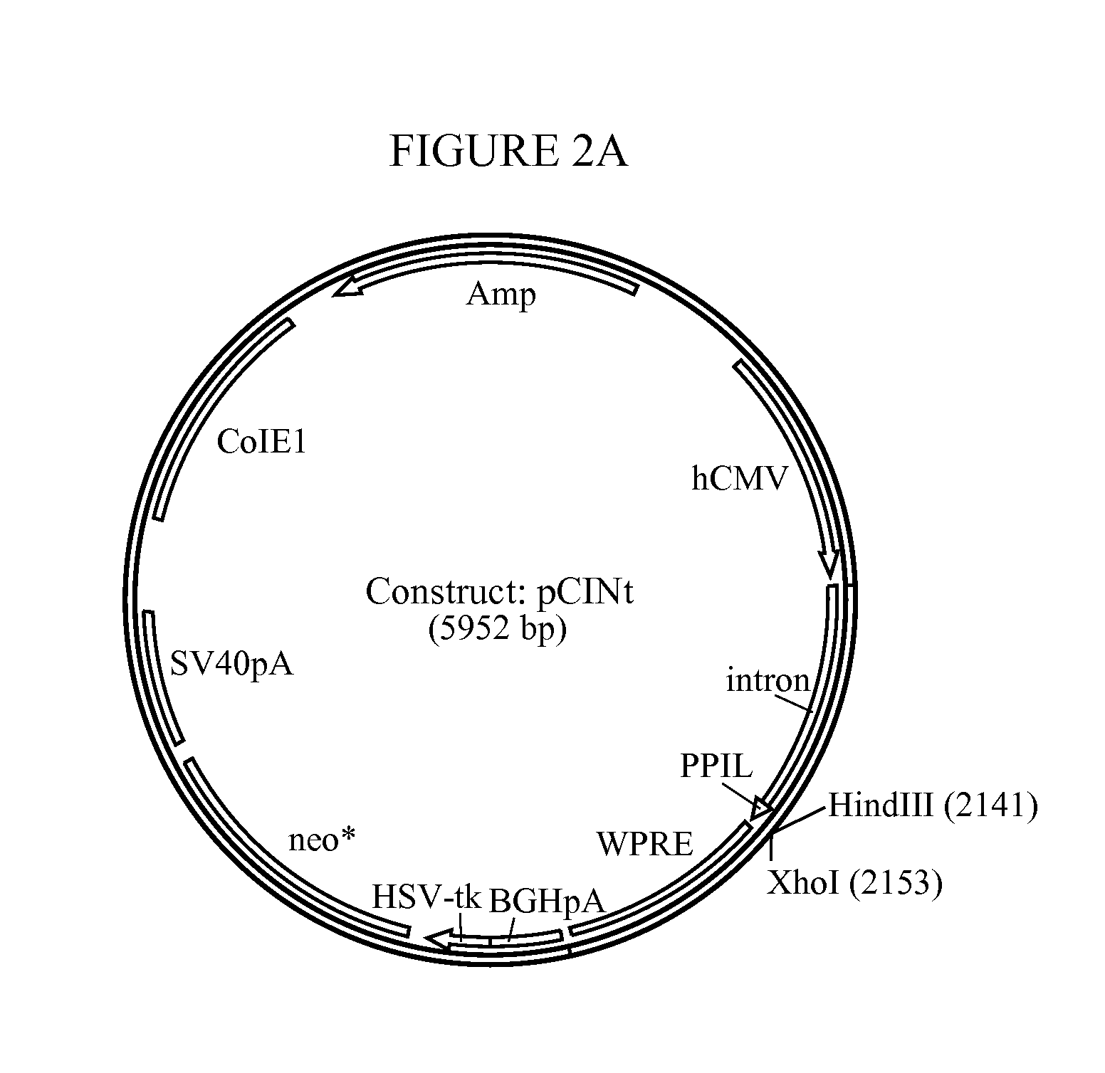 Manufacture of Highly Phosphorylated Lysosomal Enzymes and Uses Thereof