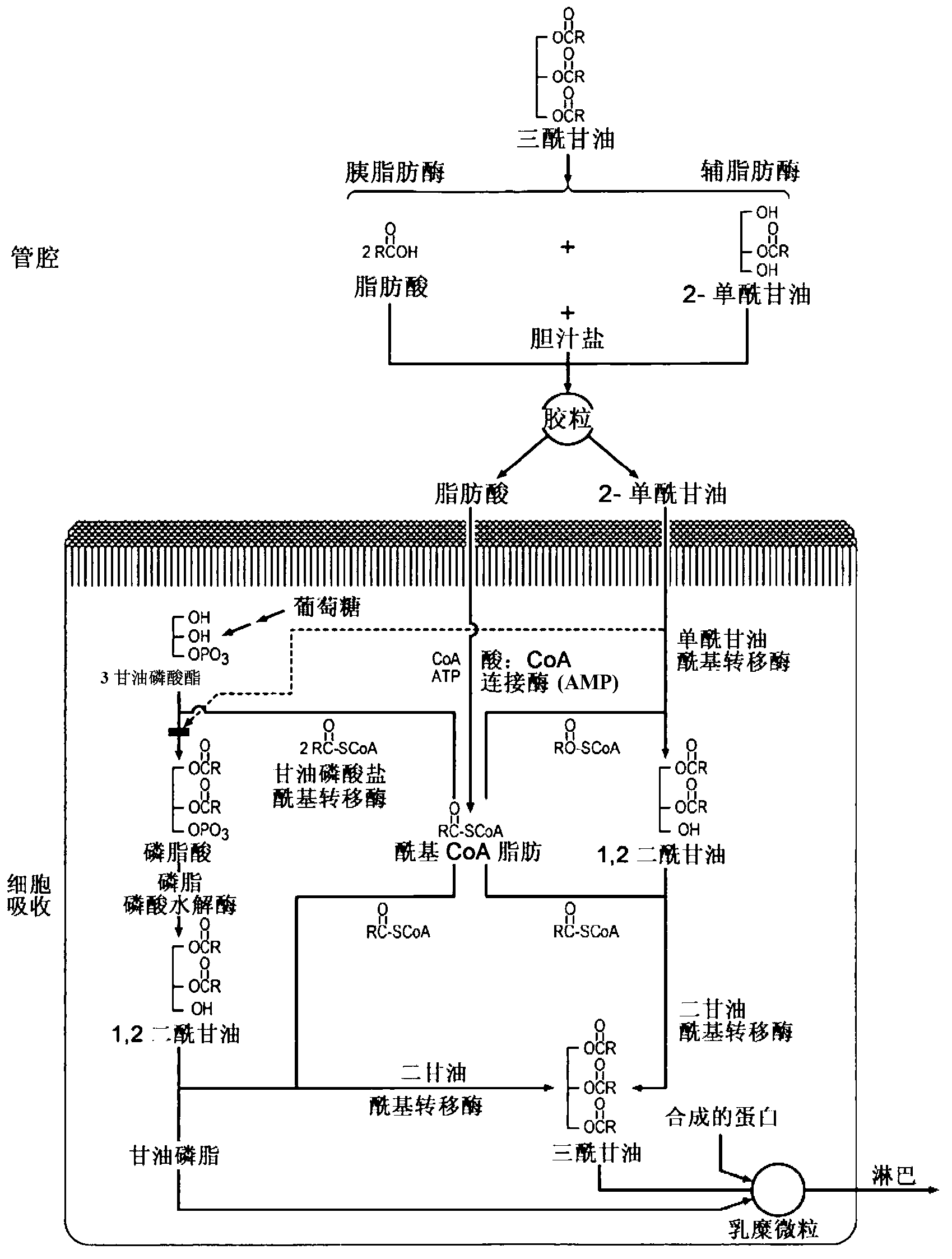 Composition comprising a combination of at least one proteolytic enzyme and at least one lipolytic enzyme, for use in preventing triglyceride synthesis