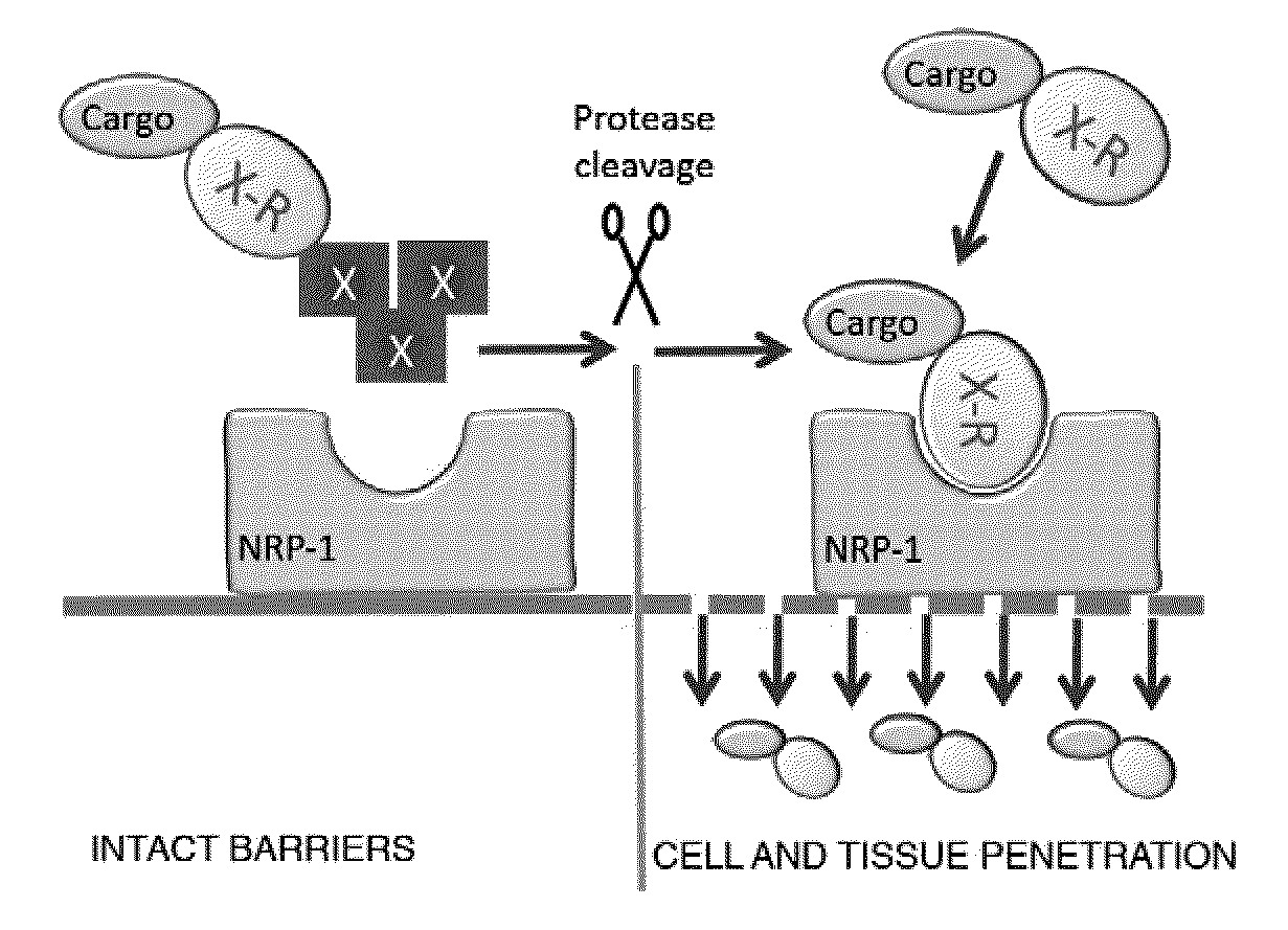 Methods and compositions using peptides and proteins with c-terminal elements