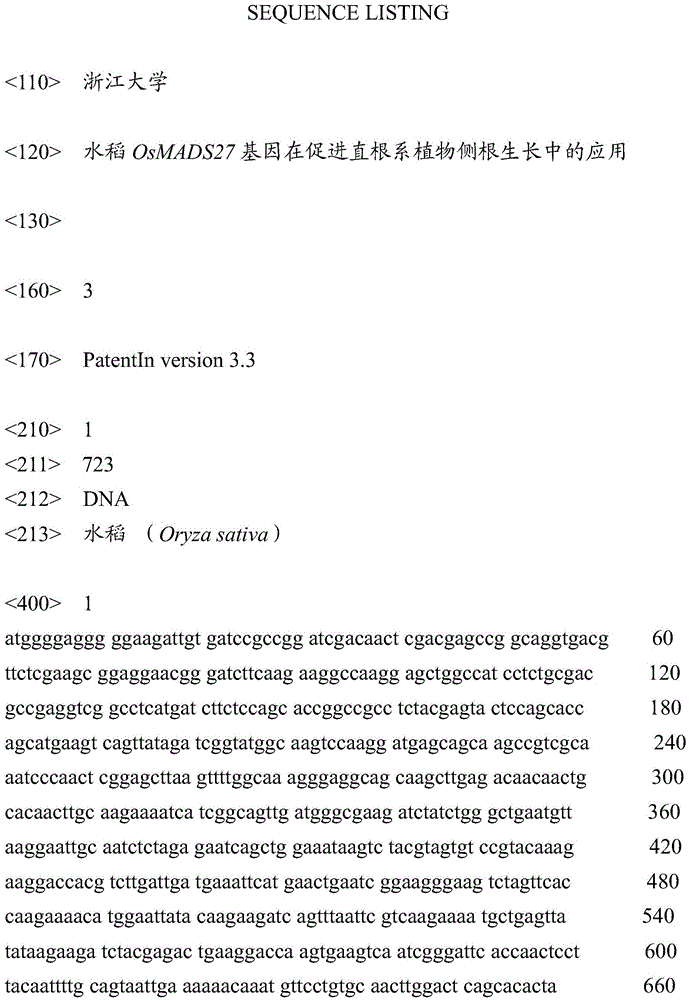 Application of rice osmads27 gene in promoting lateral root growth of taproot plants