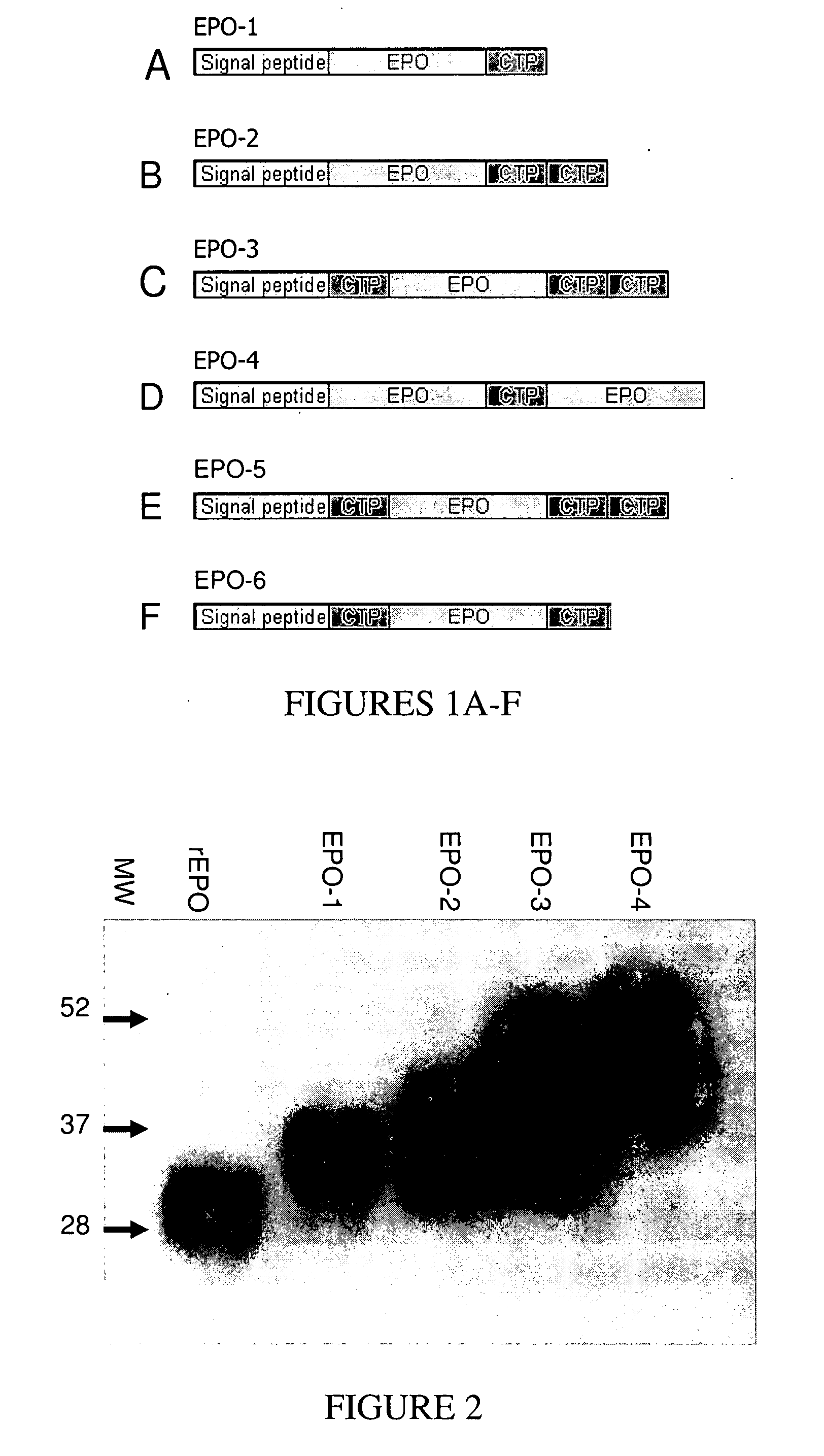 Long-acting veterinary polypeptides and methods of producing and administering same