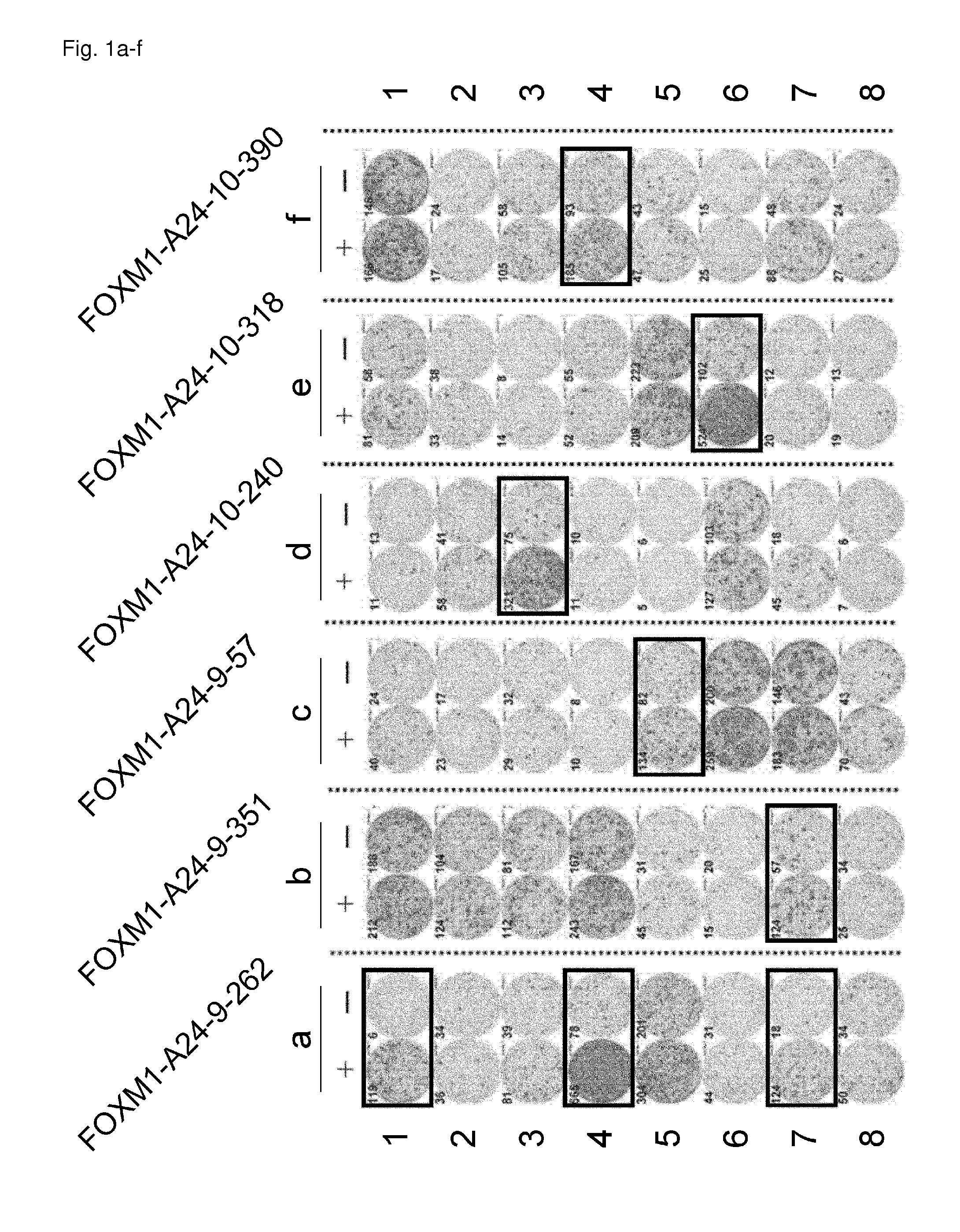 FOXM1 peptides and immunogenic compositions containing them