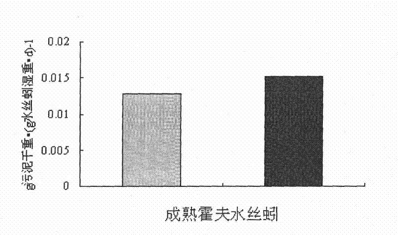 Method for improving sludge predation effect of limnodrilus hoffmeisteri