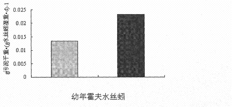 Method for improving sludge predation effect of limnodrilus hoffmeisteri