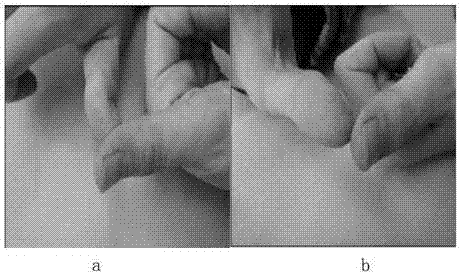 Cream with effect of improving infant skin barrier and preparing process thereof