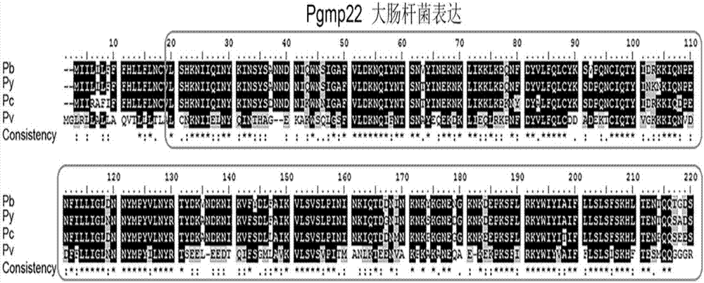 Recombinant protein (rPgmp22) of gametophyte of plasmodium berghei as well as preparation method and application of recombinant protein (rPgmp22) to interruption of malaria transmission