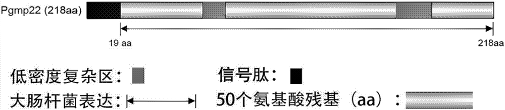 Recombinant protein (rPgmp22) of gametophyte of plasmodium berghei as well as preparation method and application of recombinant protein (rPgmp22) to interruption of malaria transmission