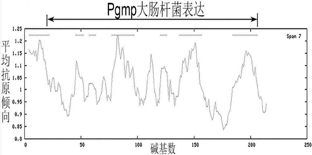 Recombinant protein (rPgmp22) of gametophyte of plasmodium berghei as well as preparation method and application of recombinant protein (rPgmp22) to interruption of malaria transmission