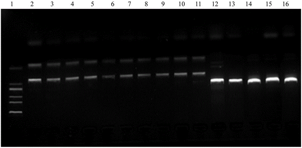 A pcr-rflp method for rapid identification of Clover and its pseudo-mixtures