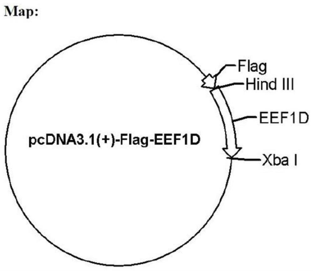 Application of eEF1D protein in preparation of medicine for preventing or treating foot-and-mouth disease virus infection