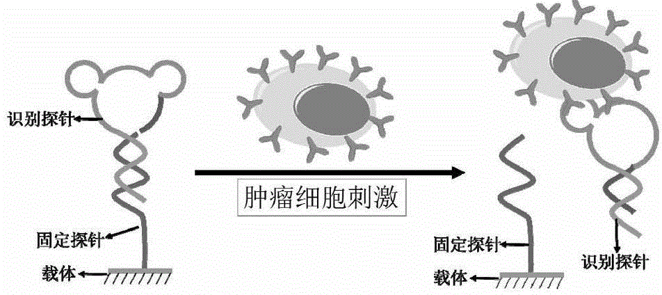 Nucleic acid aptamer probe and device for cancer cell detection and application of nucleic acid aptamer probe and device for cancer cell detection