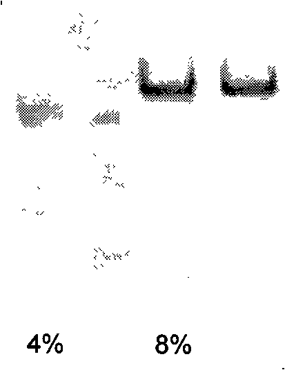 MRNA stem ring structure probe, prepraring method thereof and application of the same in EMSA