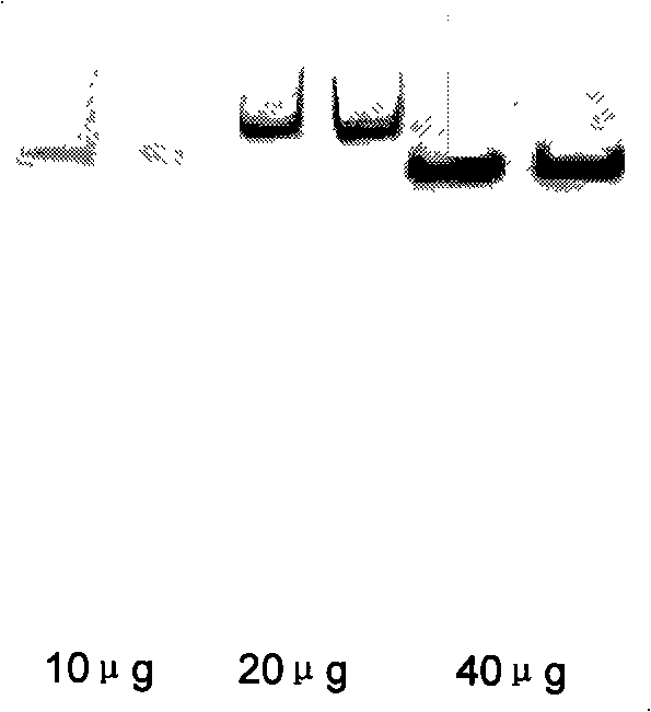 MRNA stem ring structure probe, prepraring method thereof and application of the same in EMSA