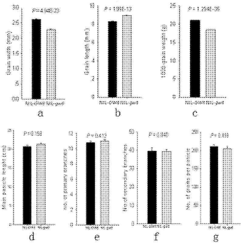 Gene for controlling rice grain width, grain weight and yield and application thereof
