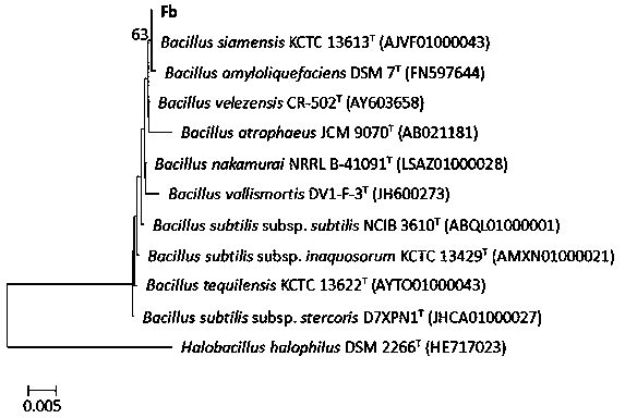 Bacillus velezensis strain and application thereof