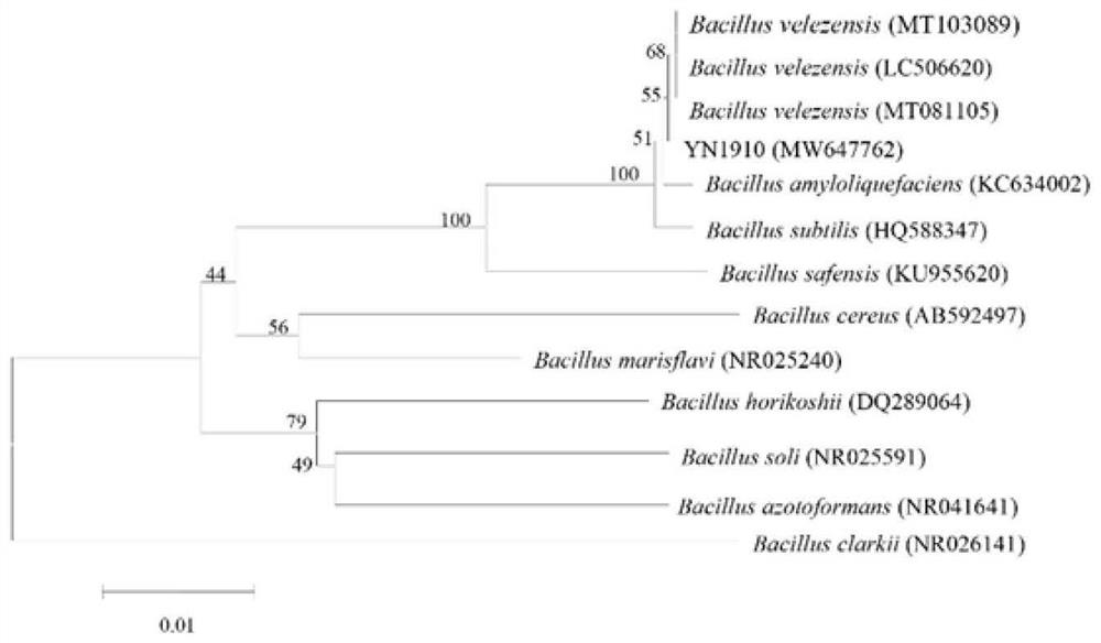 Bacillus velezensis, application thereof and method for controling banana wilt