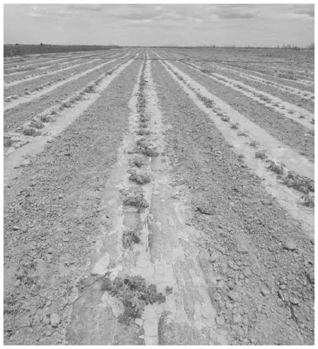 Saline-alkali soil improver and application thereof in improvement of watermelon saline-alkali soil