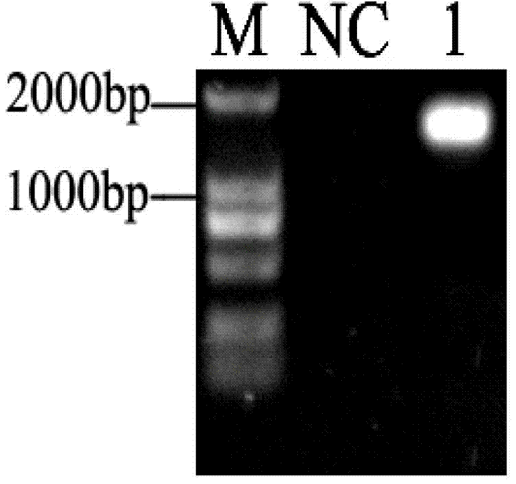 Complement C3 gene, carrier, recombination strain and protein of Epinephelus coioids and application thereof