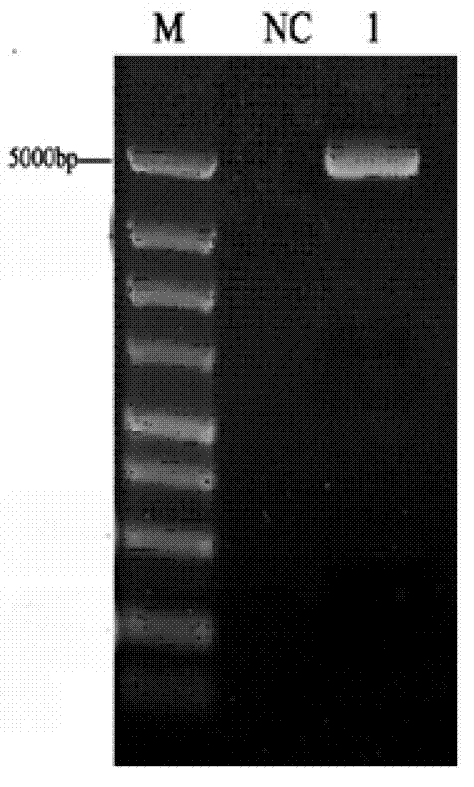 Complement C3 gene, carrier, recombination strain and protein of Epinephelus coioids and application thereof