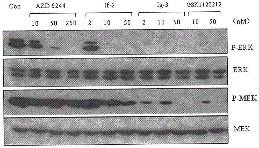 Isonicotinamide derivative, preparation method and applications thereof