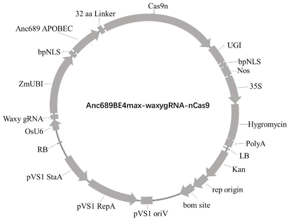 GBSSI mutant protein based on gene editing technology and application thereof in plant breeding