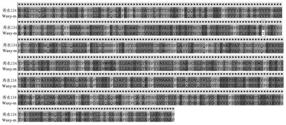 GBSSI mutant protein based on gene editing technology and application thereof in plant breeding