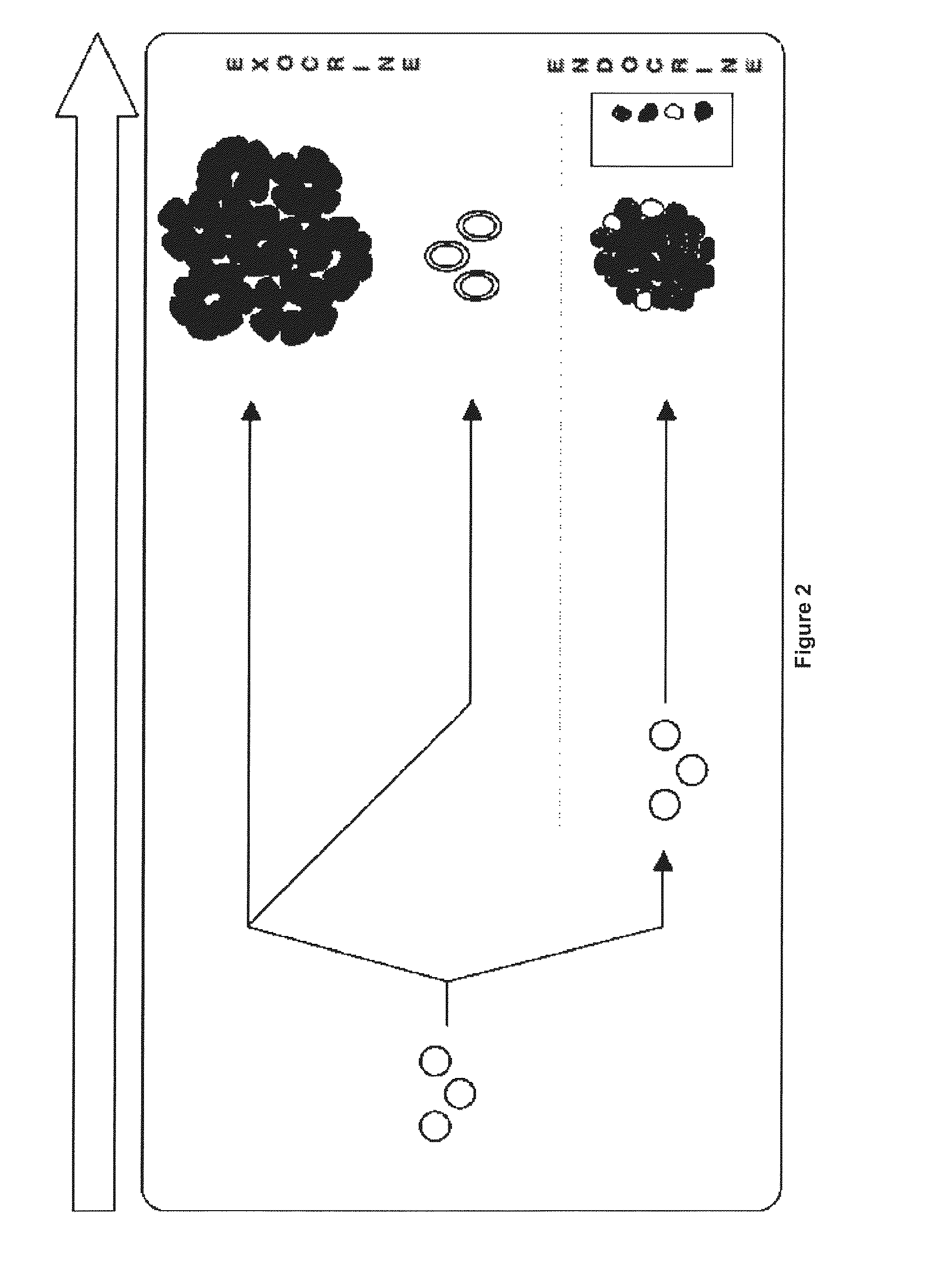 Method for obtaining ngn3-expressing cells and insulin producing-beta cells