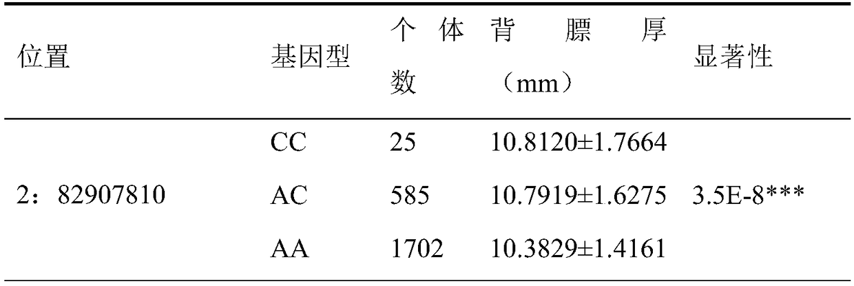 A kind of snp marker related to the backfat thickness of Duroc breeding pigs and its application