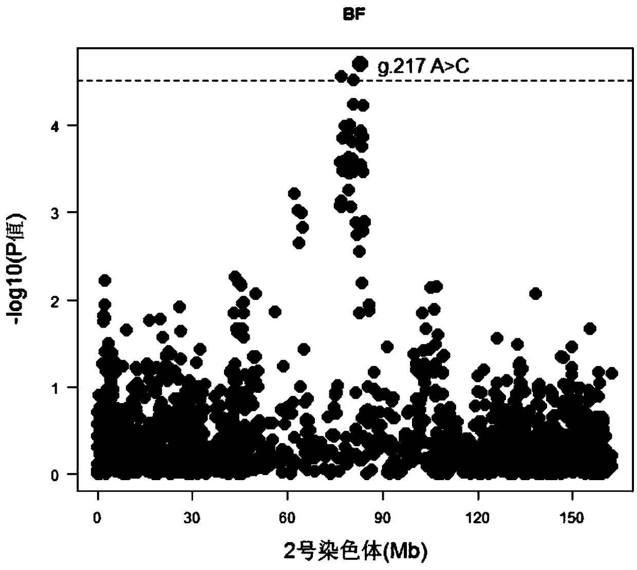 A kind of snp marker related to the backfat thickness of Duroc breeding pigs and its application