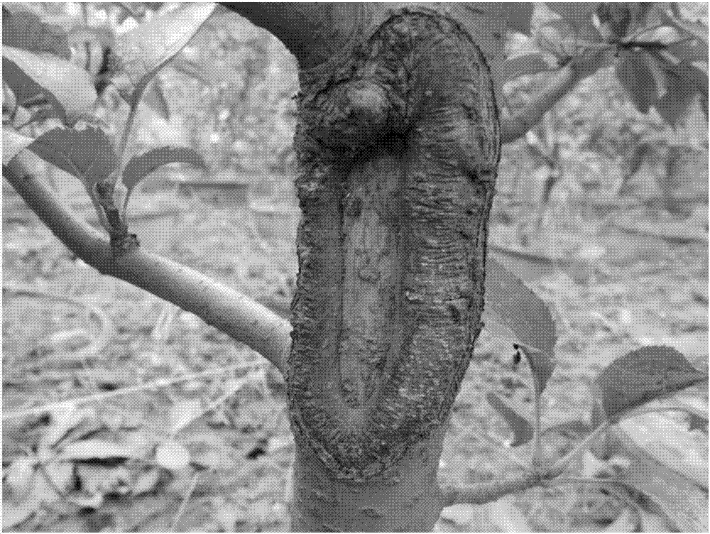 Antibiological inoculant for controlling apple tree canker, and application of antibiological inoculant