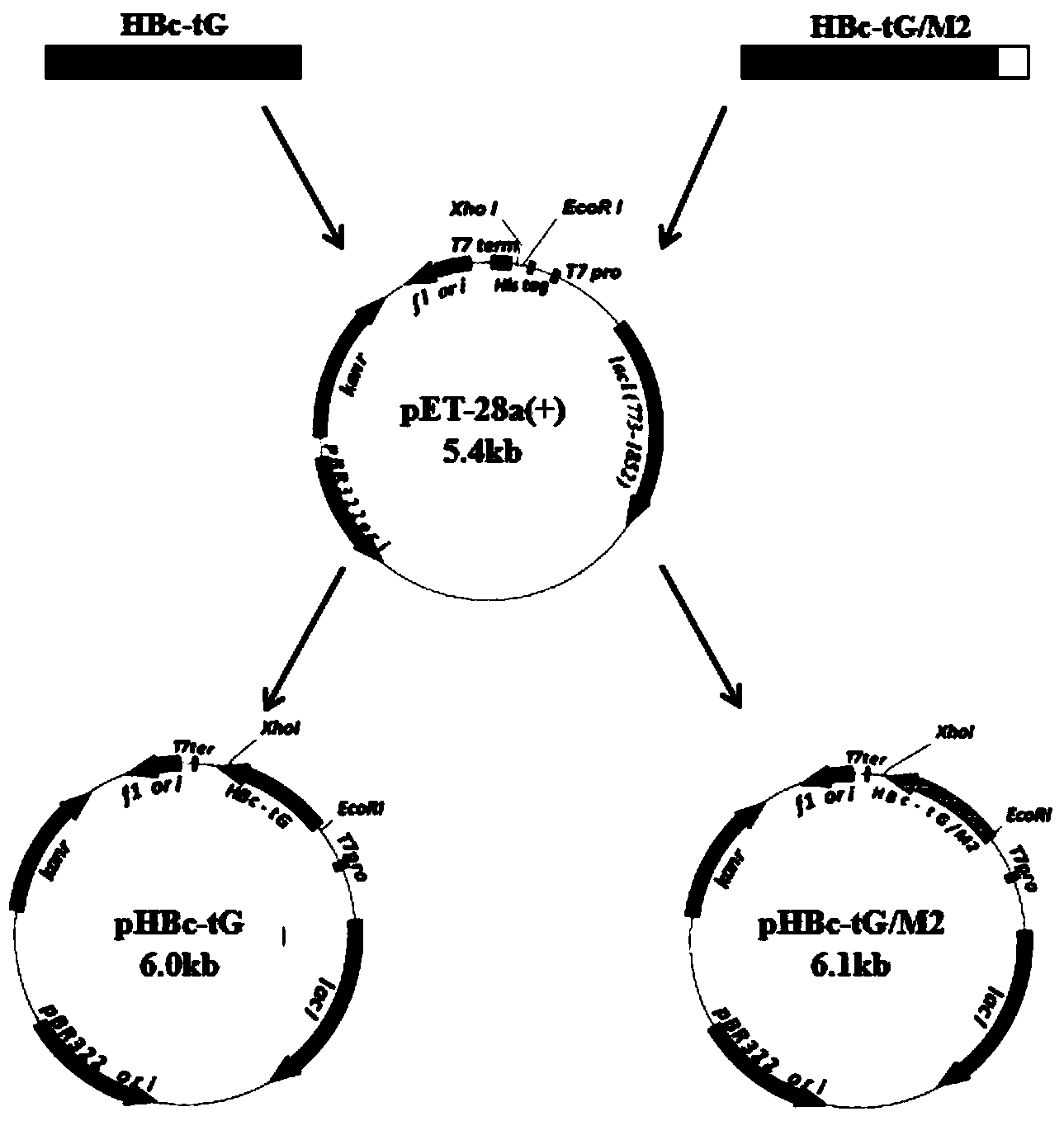 Respiratory syncytial virus virus-like particle vaccine as well as preparation method and application thereof