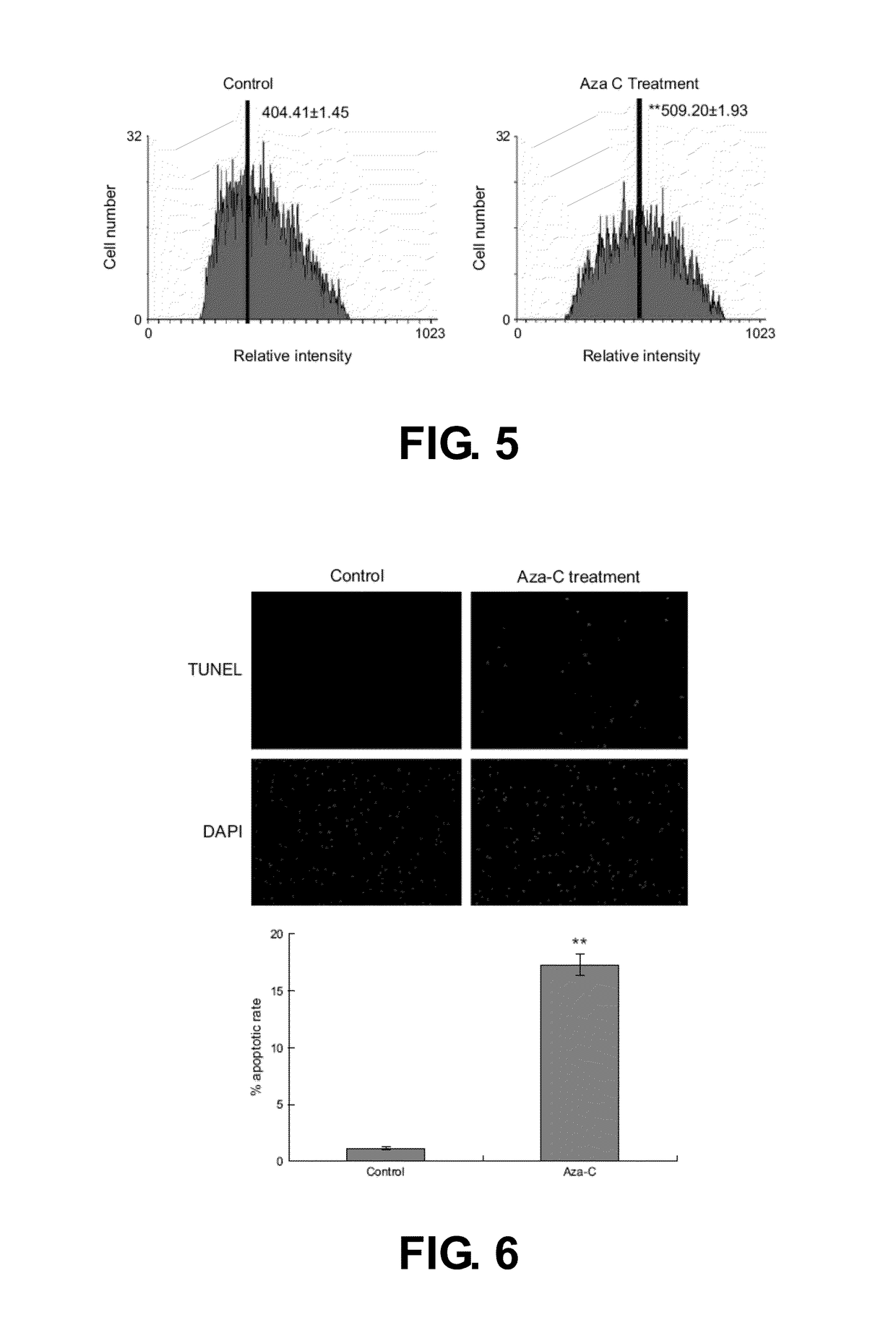 Three-dimensional culture containing human articular chondrocytes with induced terminal differentiation changes and preparation process and uses of the same