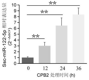 Ssc-miR-122-5p related to piglet C-type clostridium perfringens infectious diarrhea, and application of ssc-miR-122-5p