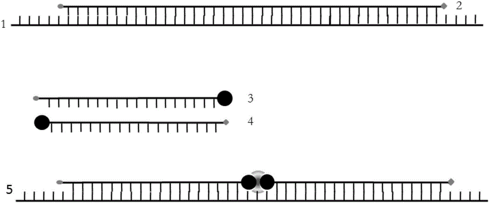 Unimolecular recognition method based on split aptamer bi-metal nanoprobe