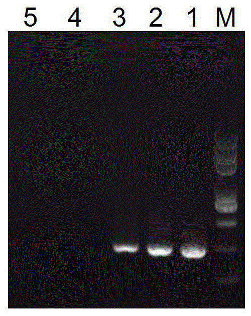 LAMP detection method of utilizing mitochondrial DNA to identify cat meat in beef and mutton