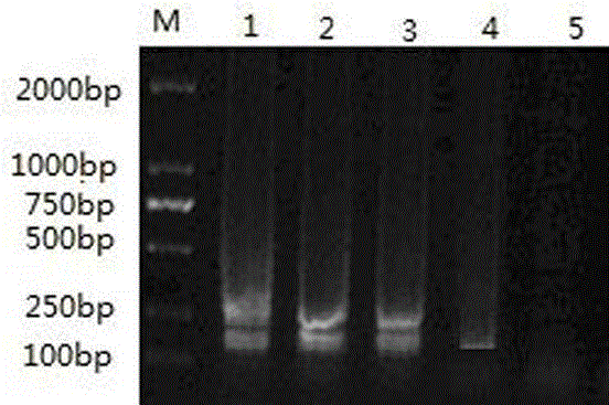 LAMP detection method of utilizing mitochondrial DNA to identify cat meat in beef and mutton