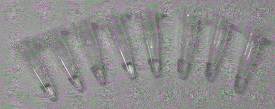 LAMP detection method of utilizing mitochondrial DNA to identify cat meat in beef and mutton