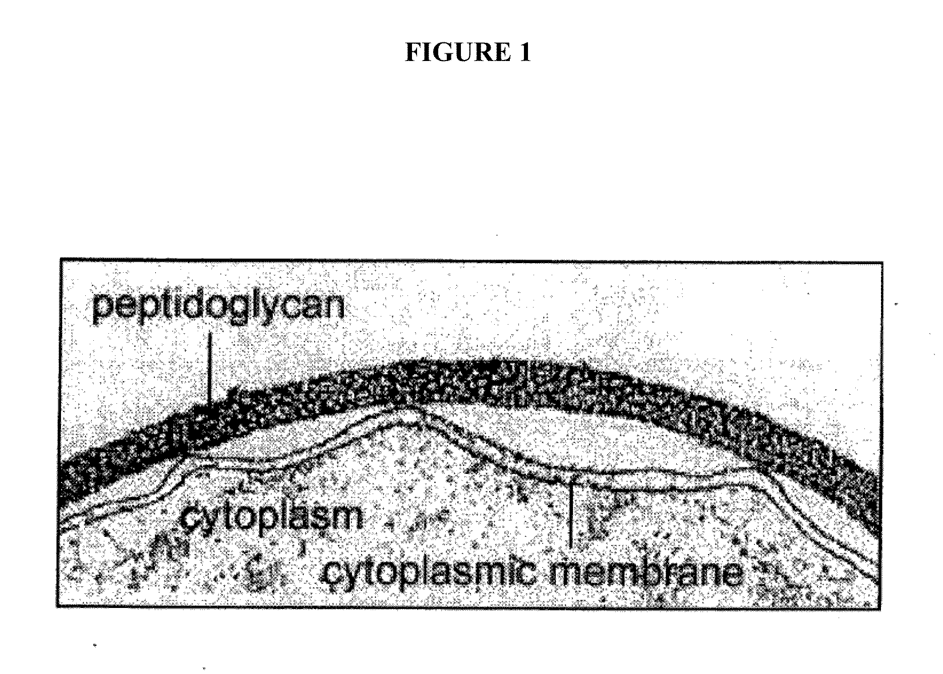 Methods and compositions for enhanced immunological therapy and targeting of gram-positive bacteria