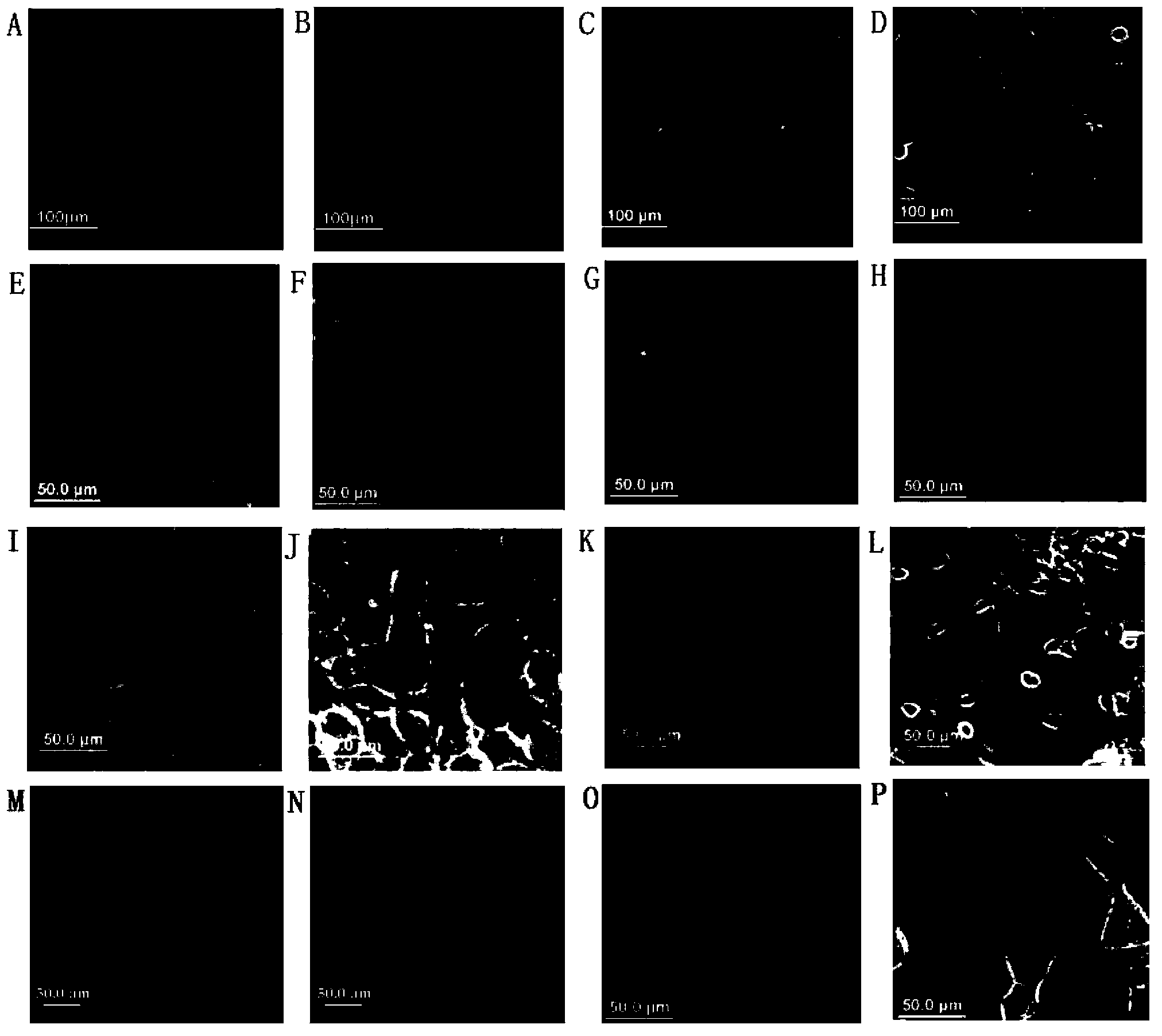 Novel cell-penetrating peptide