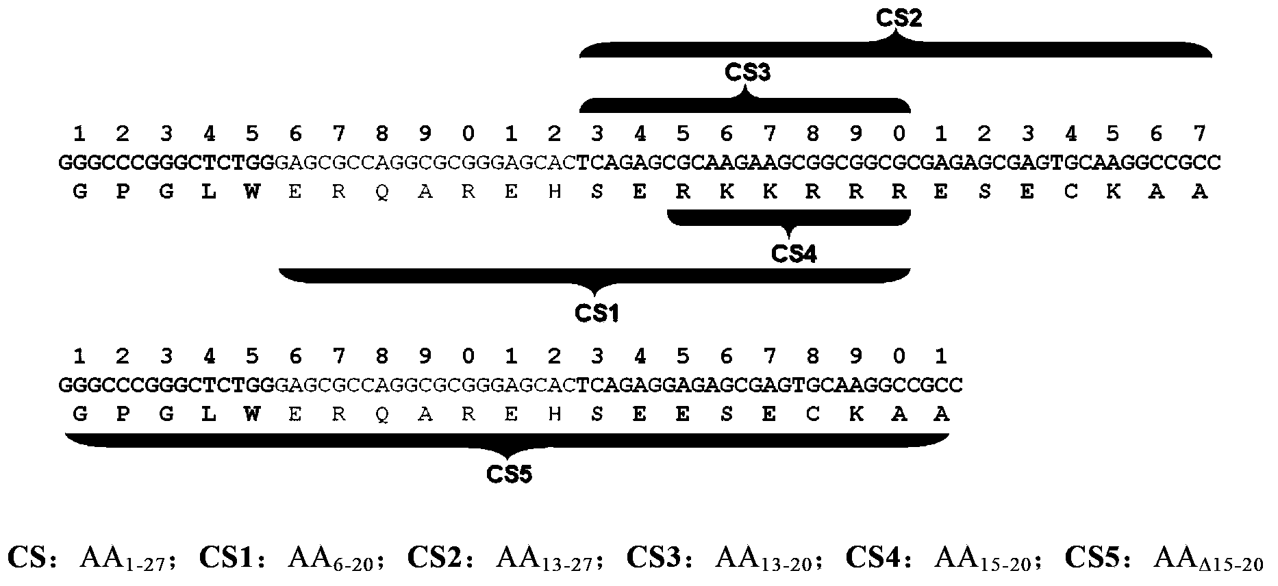 Novel cell-penetrating peptide