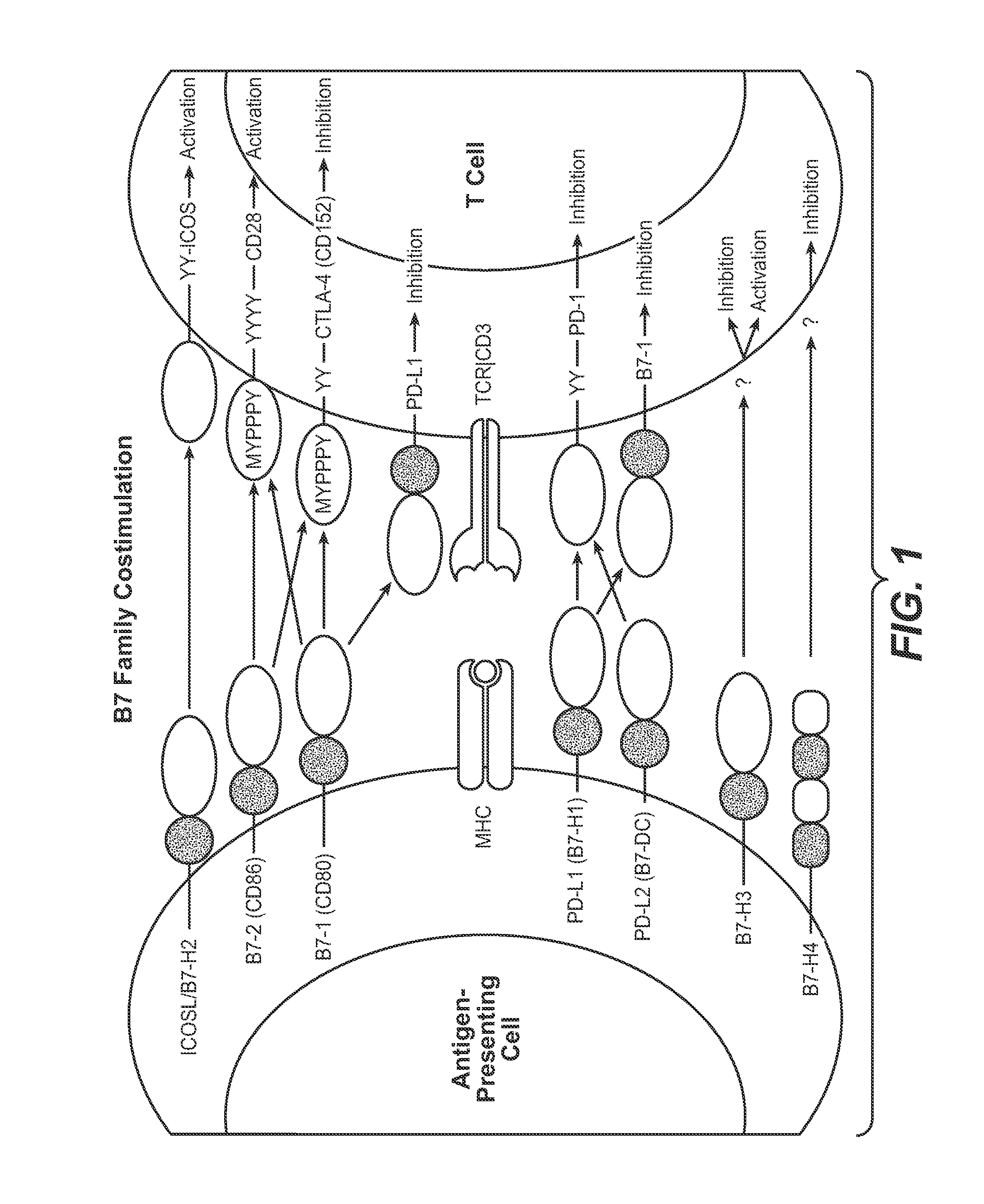 Methods of using Anti-pd-l1 antibodies and their use to enhance t-cell function to treat tumor immunity