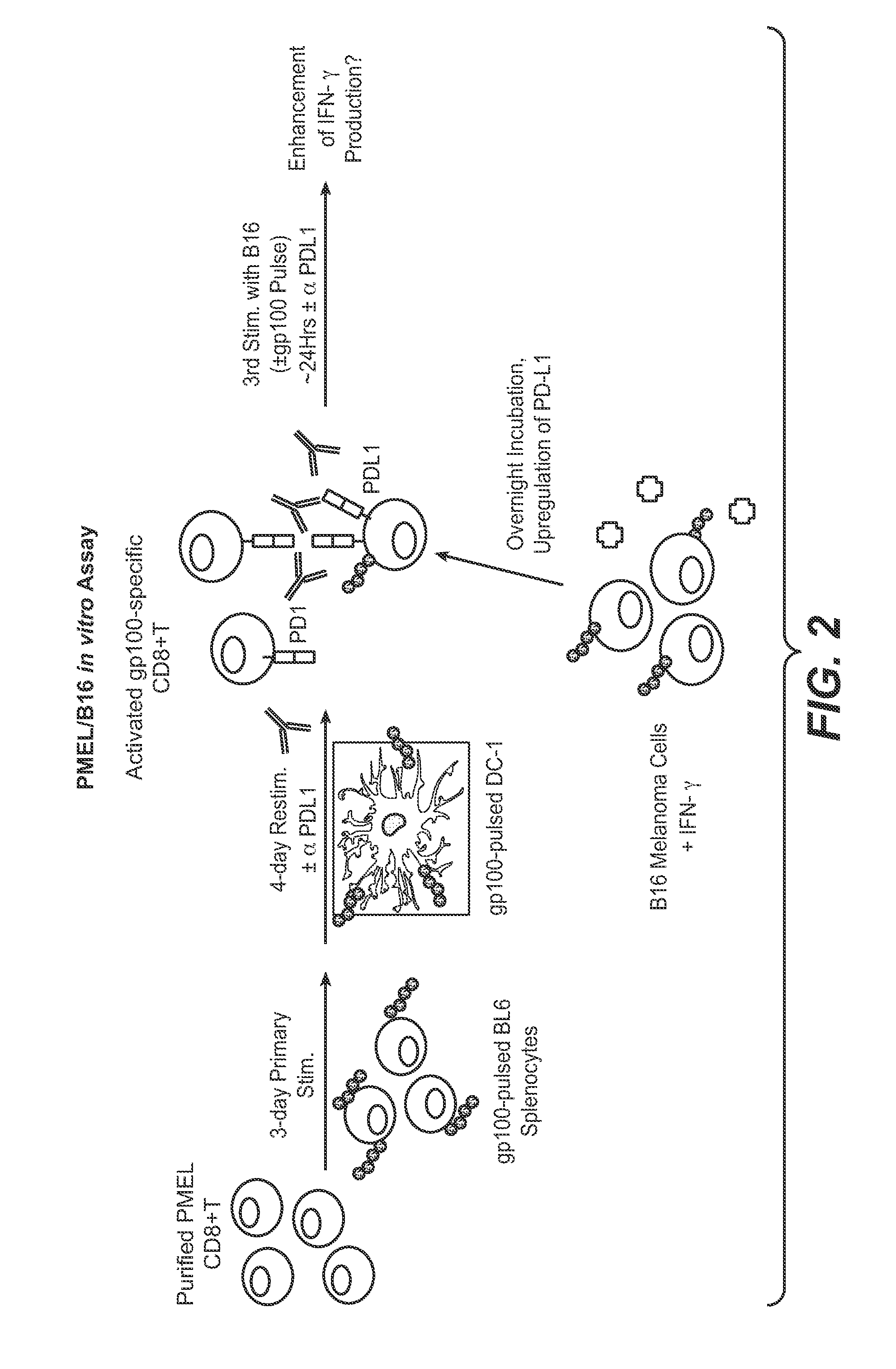 Methods of using Anti-pd-l1 antibodies and their use to enhance t-cell function to treat tumor immunity