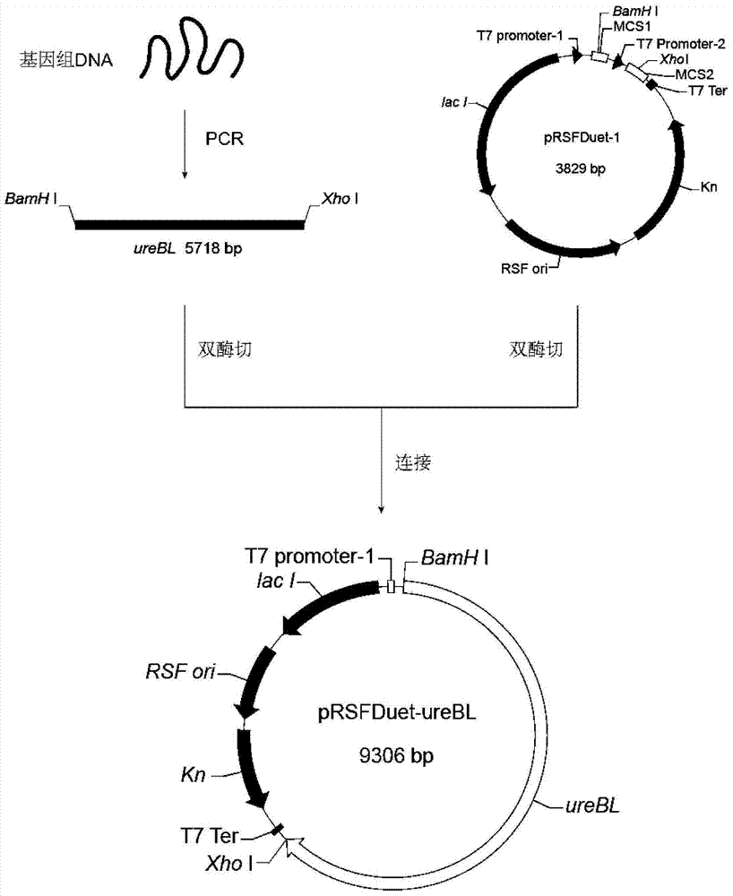 A kind of ethanol-resistant bifunctional enzyme for degrading urea and ethyl carbamate and its application