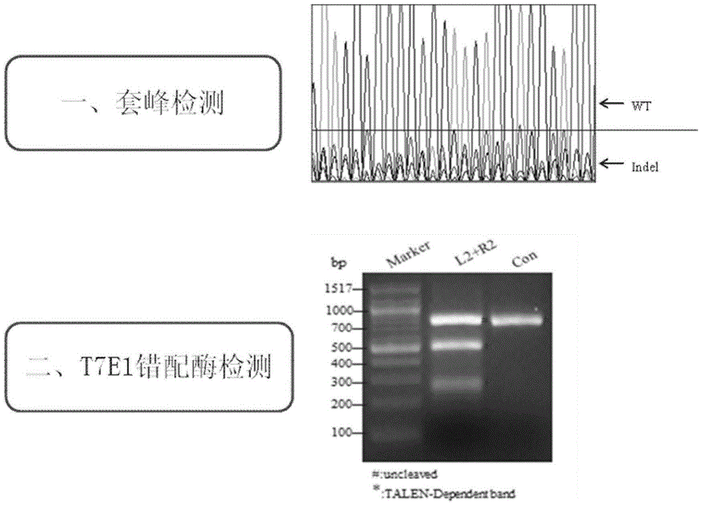 Pluripotent stem cell-hereditary cardiomyopathy cardiac muscle cell and preparation method thereof