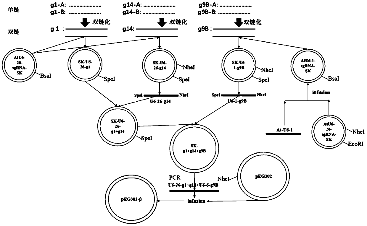 CRISPR/Cas9 SunTag system based vector for inhibiting geminivirus infection, and construction and applications thereof