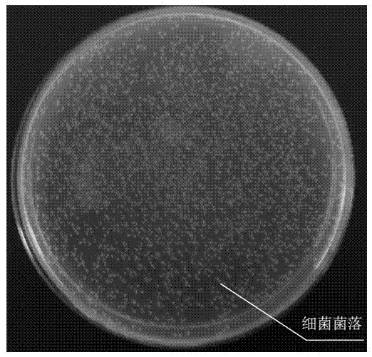 Method for preparing Ag-Ti-O antibacterial nanotube film on surface of titanium alloy